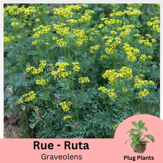 Rue Ruta Graveolens Plug Plants 3 Pack