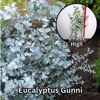 18" - 24" High Eucalyptus Gunni Cider Gum Plug Plants