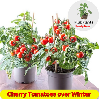 Dwarf Cherry Tomato Plug Plants